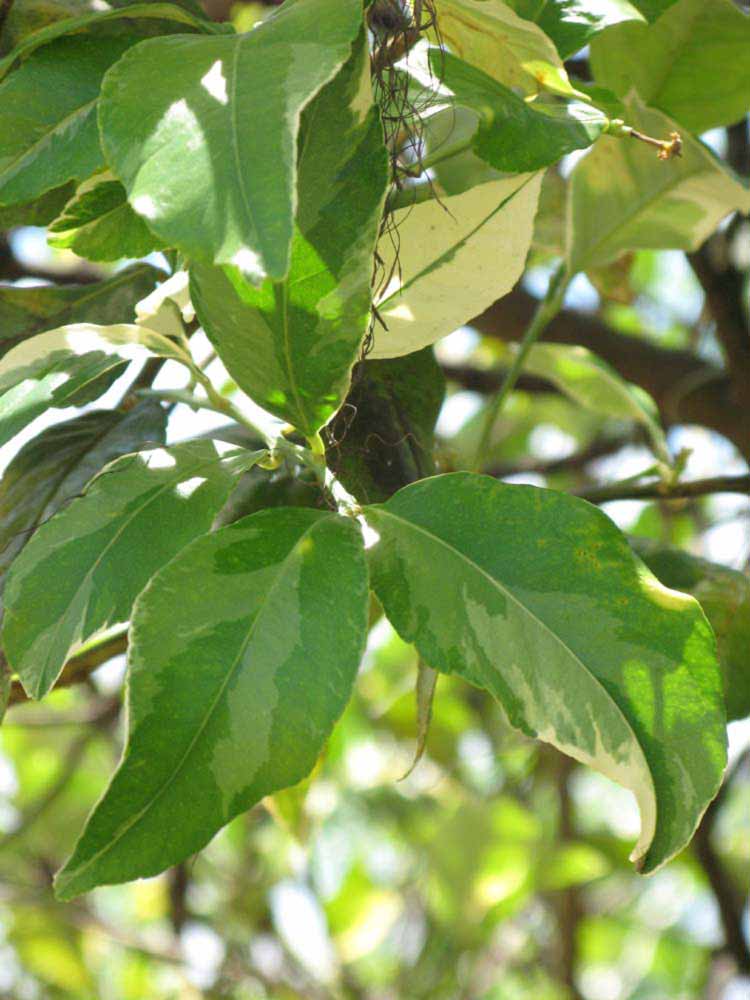            Shade leaves (Pink Variegated, Winter Haven, FL)   